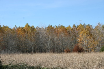 Fototapeta premium Fall in the Midwest 2019