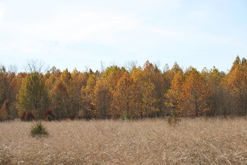 Fototapeta premium Fall Scene in the Midwest 2019 