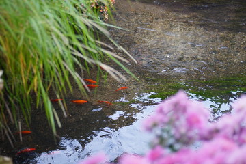 Beautiful gold fishes swimming in the clear spring pool.