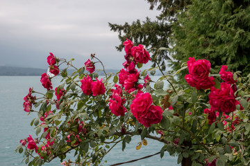 Blooming close up red flowers in garden, summer background