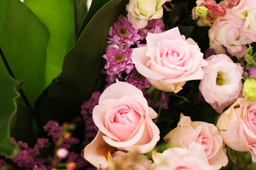 Beautiful pink roses in group