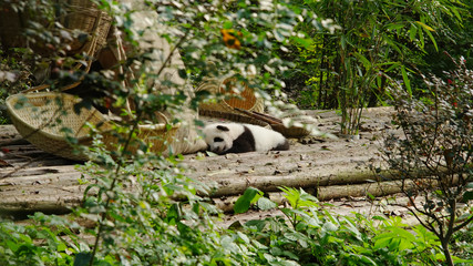 Panda resting at the Research Base of Giant Panda Breeding      