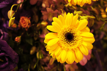 The beauty of a yellow sunflower