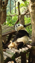 Fototapeta premium Panda resting at the Research Base of Giant Panda Breeding 