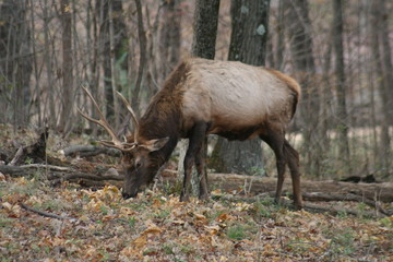 Elk Grazing in Lone Elk Park 2019