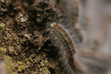 caterpillar on tree