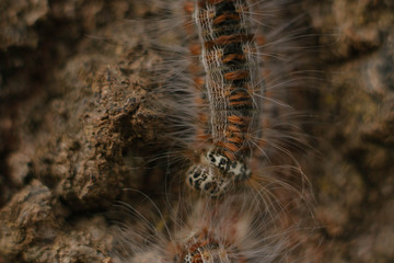 caterpillar on tree