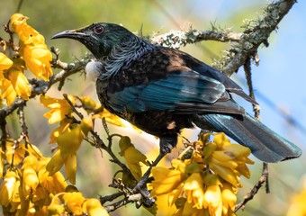 A New Zealand tui bird watching from a tree covered in yellow kowhai flowers. 