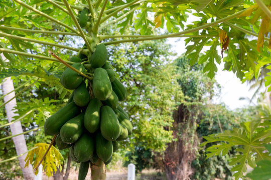 Organic green papaya on tree. Nature fresh green papaya on tree with fruits in nature landscape. Papaya tree and bunch of fruits.