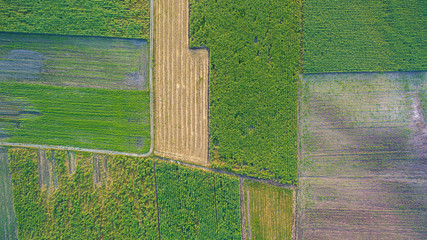 Aerial top view of a different agriculture fields in countryside on a spring day. Corn farm. Corn fields view from the sky. Drone photo of Corn.
