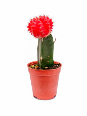 Tropical red Cactus in pot isolated on white background. Minimal creative stilllife concept.