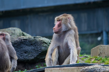 Baboon sitting on the ground in its enclosure