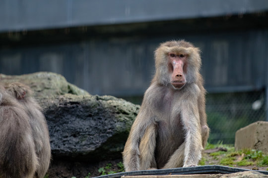 Baboon sitting on the ground in its enclosure