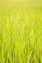 green rice field in nature