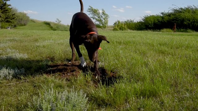 Dog digging for gophers