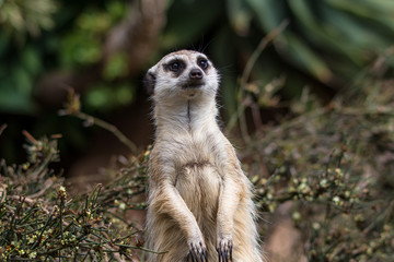 Fototapeta premium Meerkat standing upright and investigating in the bush