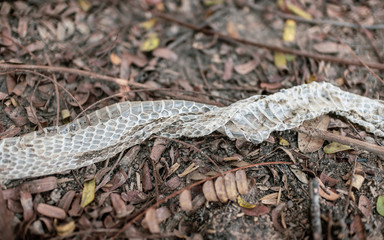 slough or old snake skin