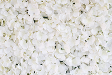 Beautiful fresh blooming white flowers pattern texture background.