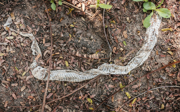 Slough Or Old Snake Skin