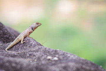 Portrait of Oriental Garden Lizard, eastern garden lizard or changeable lizard on the rock with green natural background and copy space for text , animal wildlife concept.