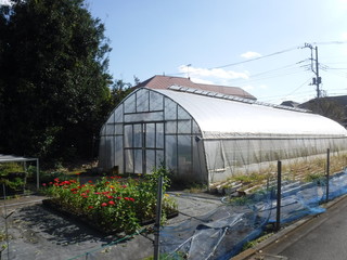 Fototapeta premium 農業用ビニールハウス ー Agricultural greenhouse