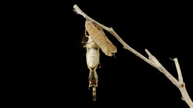 Time Lapse of a butterfly emerging from it's Cocoon.