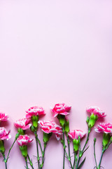 Pink clove flowers background.