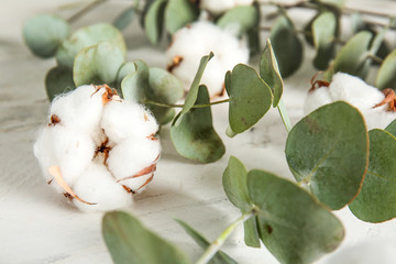 Beautiful cotton flowers and eucalyptus branches on light background, closeup © Pixel-Shot