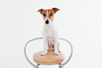 The dog sits on the chaire and looks around. Muzzle of animal close-up. Jack Russell Terrier on white background. thoroughbred dog