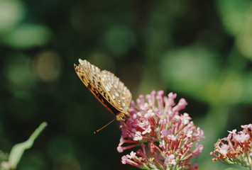 Gulf Fritillary Butterfly (Agraulis Vanillae)