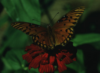 Gulf Fritillary Butterfly (Agraulis Vanillae)