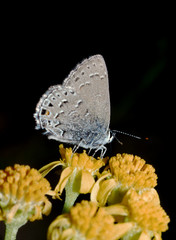 Hairstreak Butterfly (Hypaurotis)