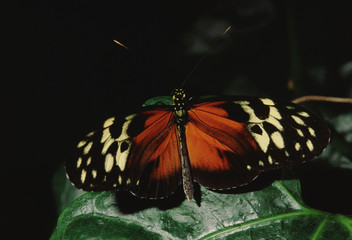 Isabella Longwing Butterfly (Eueides Isabella)