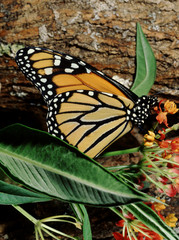 Monarch Butterfly (Danaus Plexippus)