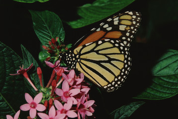 Monarch Butterfly (Danaus Plexippus)