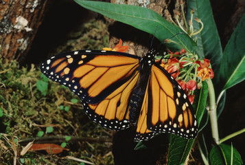Monarch Butterfly (Danaus Plexippus)