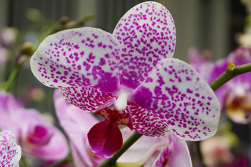 Purple flower phalaenopsis orchid . commonly known as the moon orchid or moth orchid  butterfly...