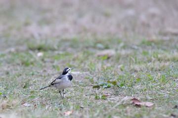 white wagtail on grass