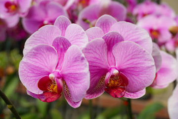 Naklejka na ściany i meble Purple flower phalaenopsis orchid . commonly known as the moon orchid or moth orchid butterfly orchids. pink Phalaenopsis or Moth dendrobium Orchid flower.Phalaenopsis amabilis.