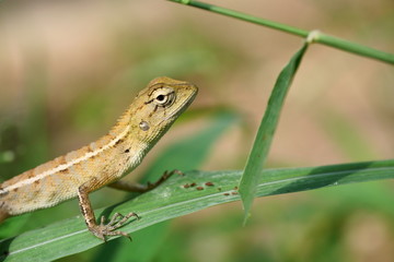 Baby Thai chameleon on grass tree with natural green leaves in the background. Thailand	