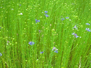 Background of growing steles of flax with cornflower flowers
