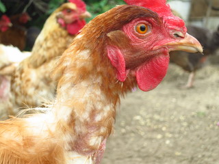 Portraits of domestic hens close-up. Brown Chicken at Home Yard