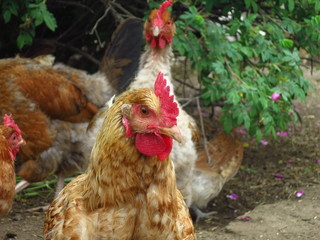 Portraits of domestic hens close-up. Brown Chicken at Home Yard