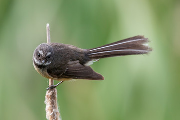 Pīwakawaka New Zealand Grey Fantail