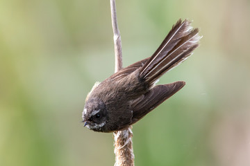Pīwakawaka New Zealand Grey Fantail
