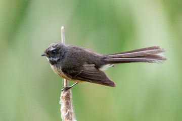 Pīwakawaka New Zealand Grey Fantail
