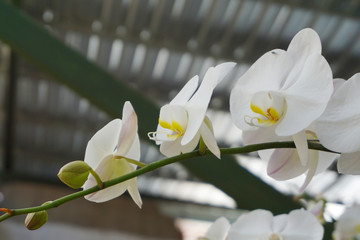 white phalaenopsis or Moth dendrobium orchid flower .  White Orchids Isolated on blur background. butterfly orchids.  Closeup of white phalaenopsis orchid.   