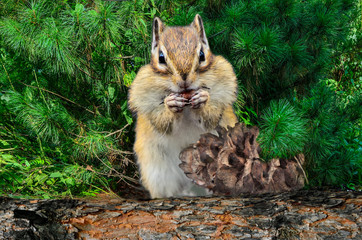 Funny chipmunk eating cedar nuts from pine cone on tree trunk