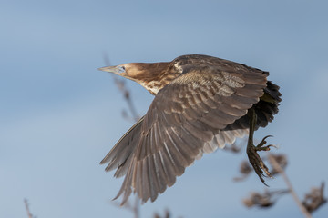 Australasian Bittern in New Zealand