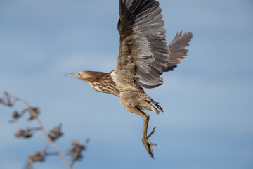 Australasian Bittern in New Zealand
